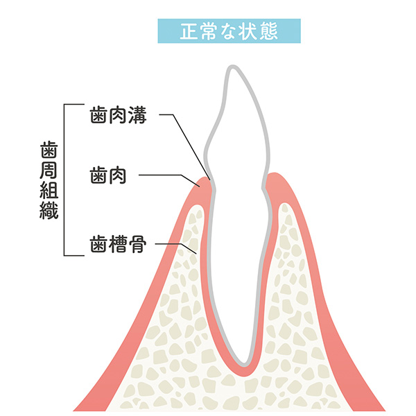 健康な歯茎の状態
